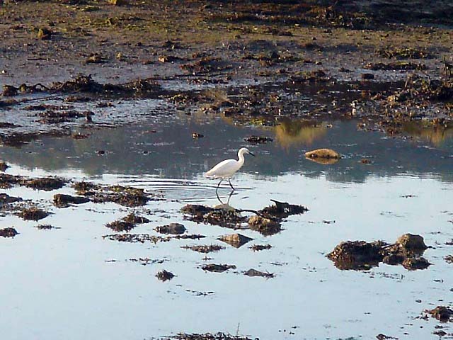72egret