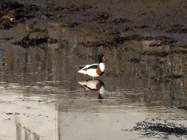 74shelduck