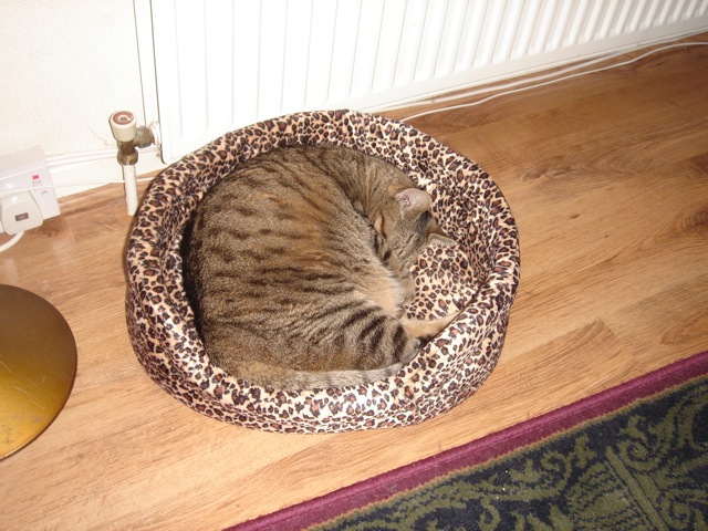 18mollybasket