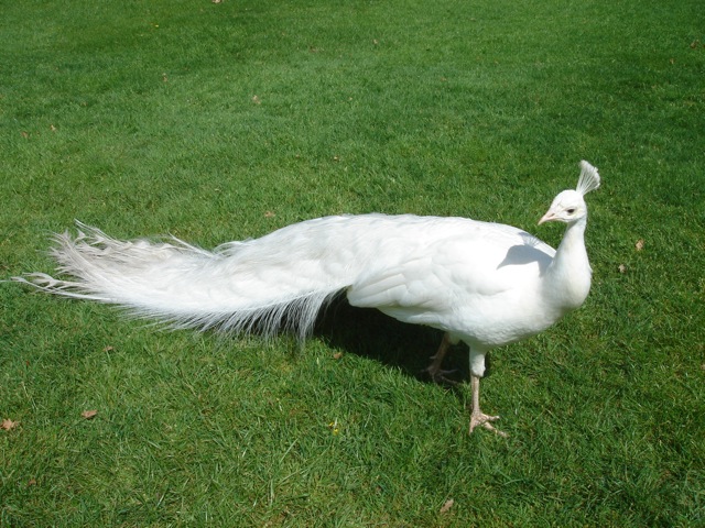 12whitepeacock