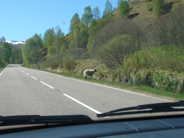 36sheep