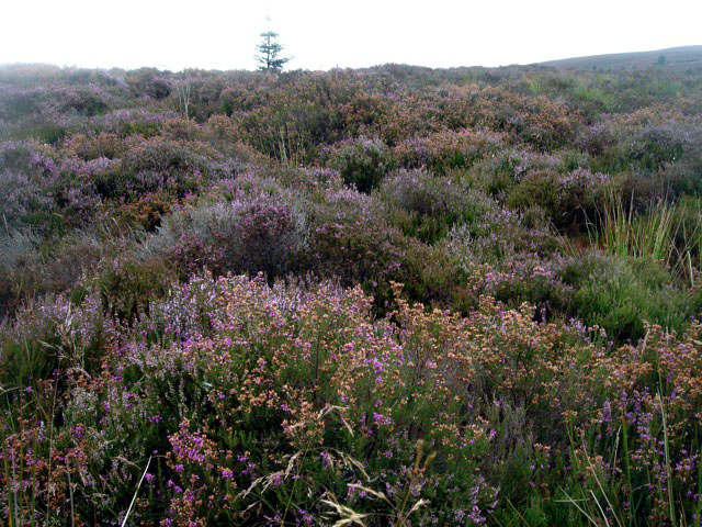 12heather