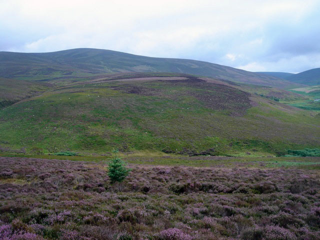 15heathercountryside