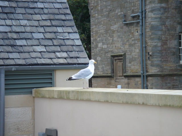 32gull