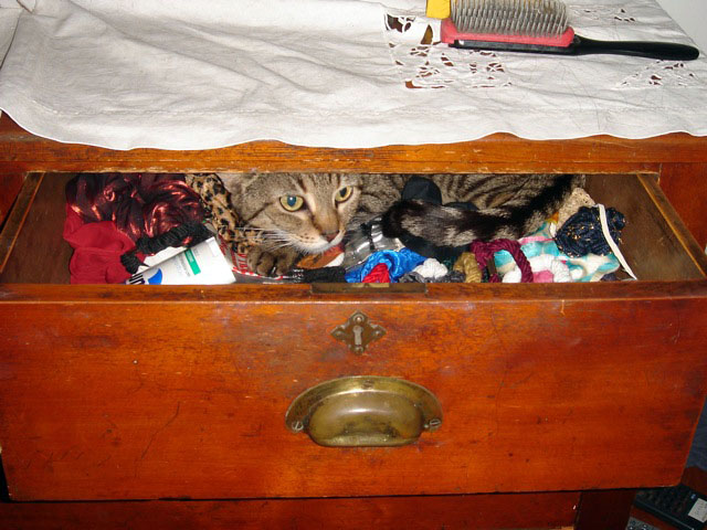 molly_drawer