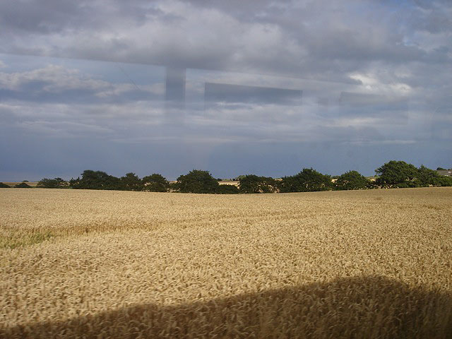 39wheat
