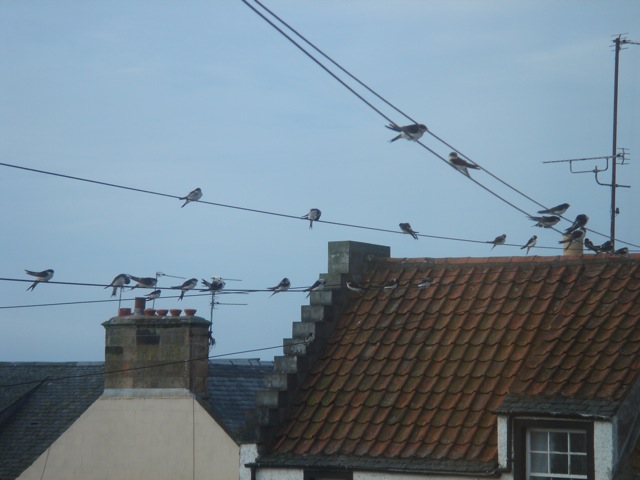 06housemartins
