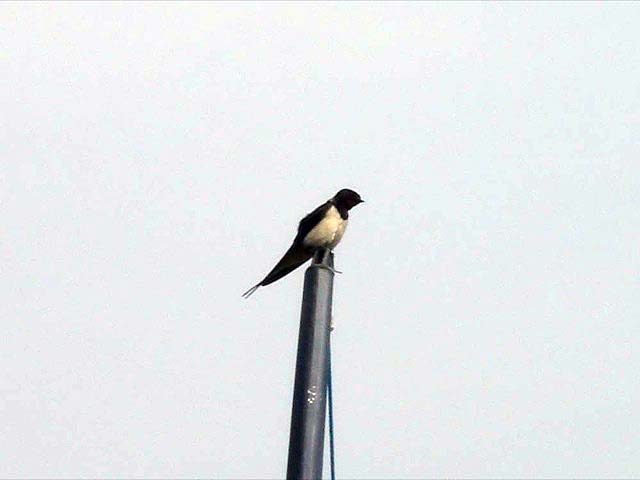23housemartin
