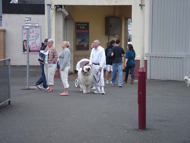 32dogagain