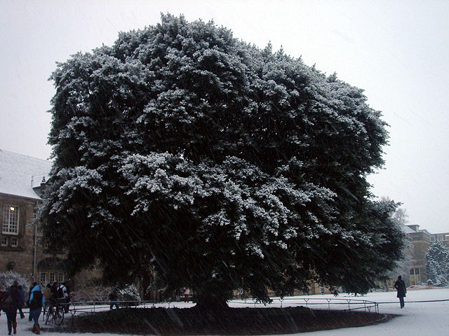 05snowtree