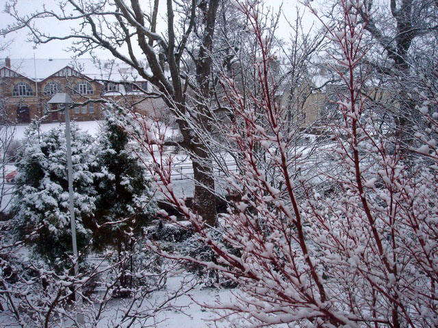 09snowview