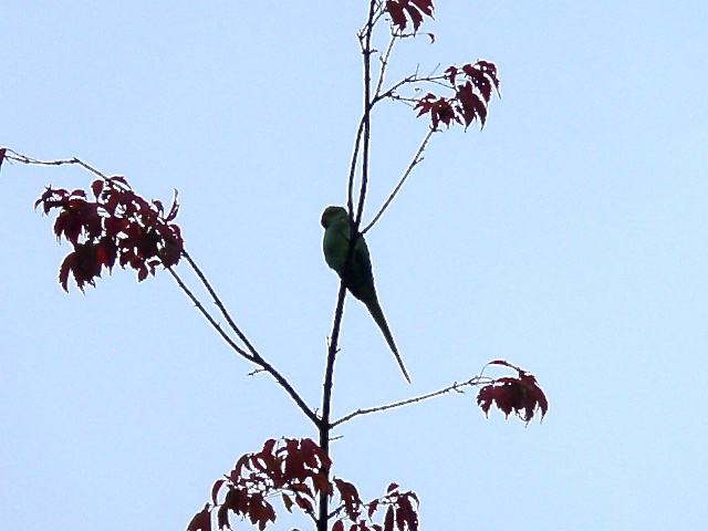 06parrotnear