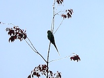 06parrotnear