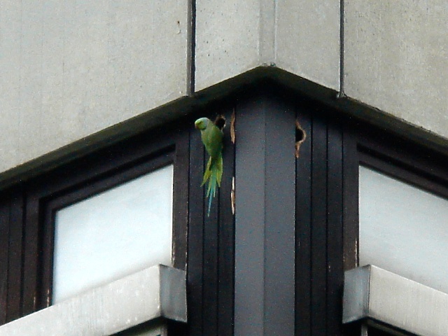 07parrotbldg