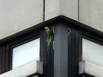 07parrotbldg