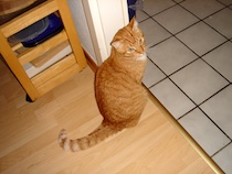 32fusselnokitchen