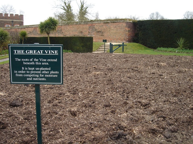 hampton_vine_roots